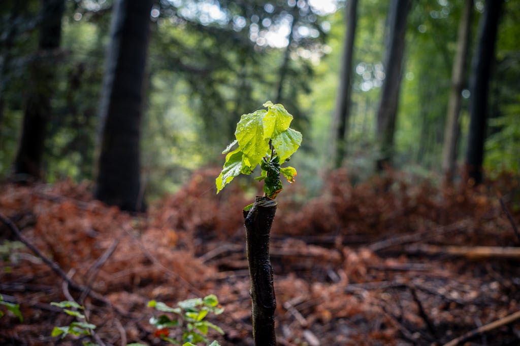 A fresh sapling sprouting amidst an autumn forest in Myślenice, Poland.
