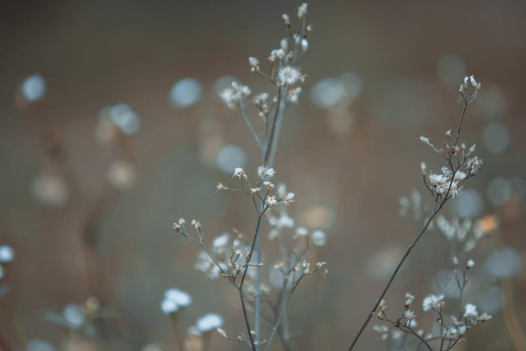 Close-up of delicate wildflowers with dew in a summer field, captured in warm sunlight.